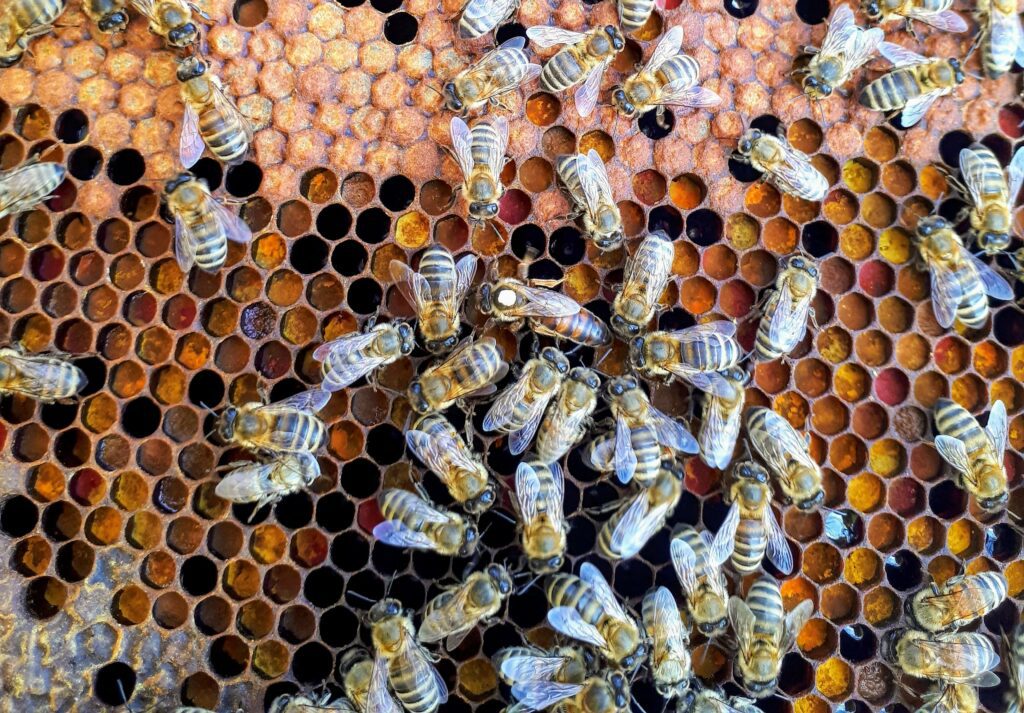 Is That a Honey Bee Hive Around Your Home?