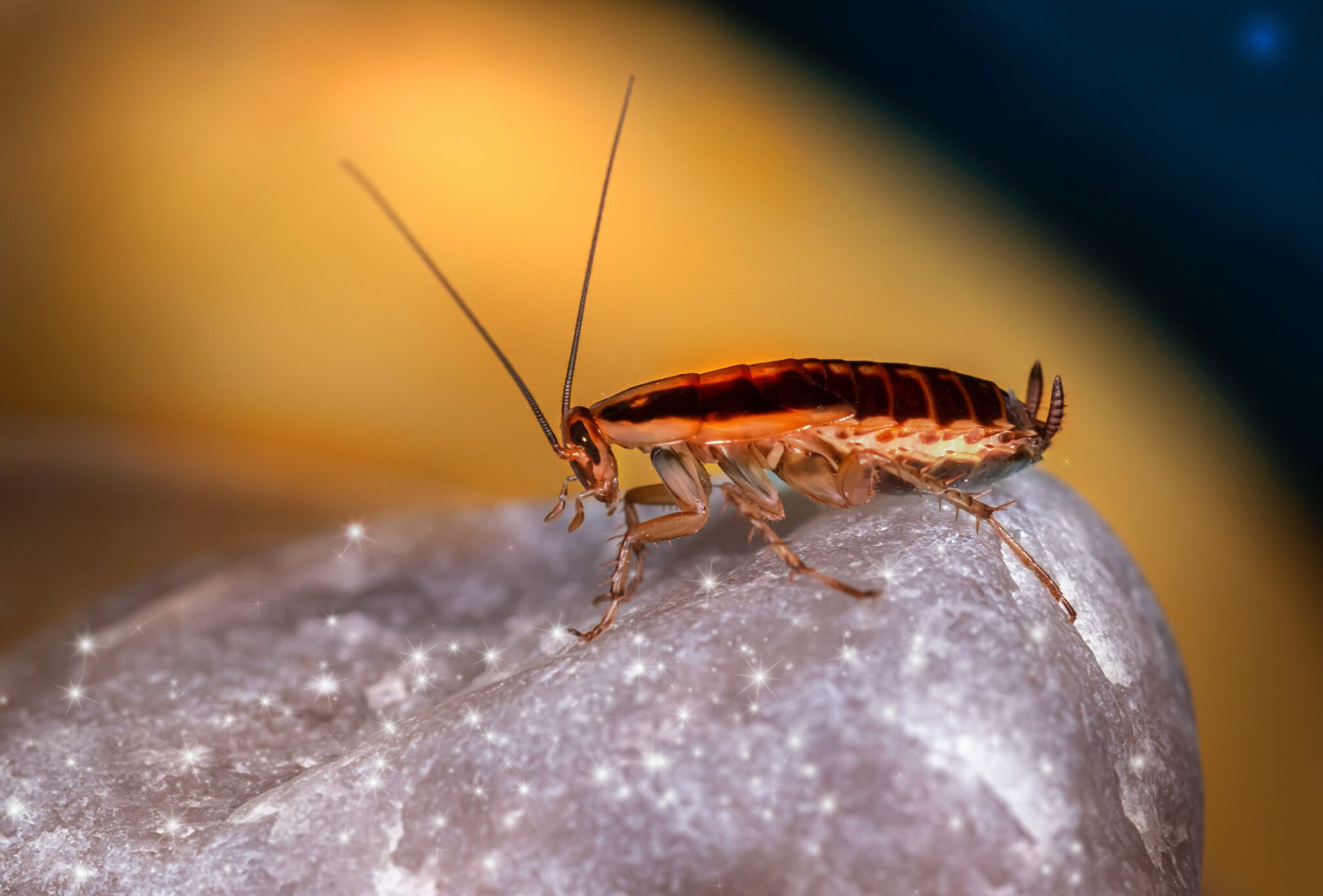 Albuquerque rat and roaches control