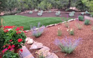 native plants nm