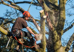 Is Tree Trimming Okay in the Summer?