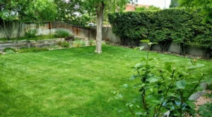 lawn