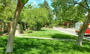 Well-maintained residential lawn with healthy green grass and mature trees in Albuquerque