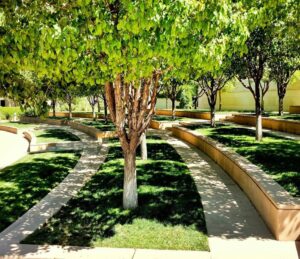 What Native Trees in Albuquerque Require Regular Trimming?