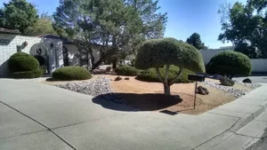 Drought-friendly xeriscape landscaping in Albuquerque featuring sculpted shrubs, gravel, and native plants for a low-maintenance front yard.